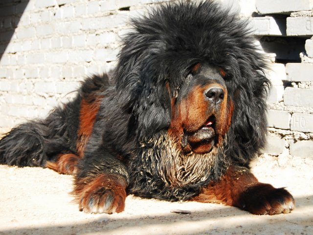 Tibetan's Mastif Is The Most Expensive Dog