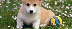 Pictures Of Dogs