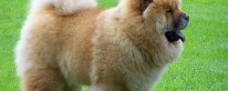 Chinese Dogs Photos