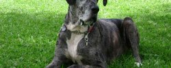Royal Dog Photos And Price