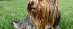Description Of Dog Species
