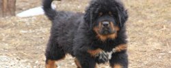 Tibetan Mastif Growth