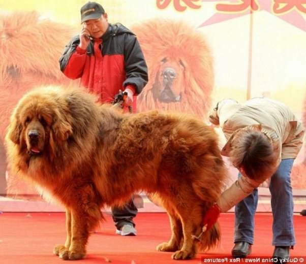 Tibetan-mastiff-price