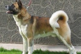 akit