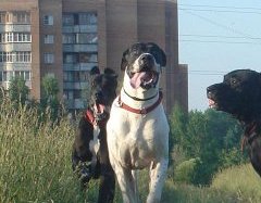 Алеша Младший - 5 лет 11 месяцев, Вамп - 3 года 9 месяцев. Воплощенное опровержение мифа о хрупкости и неактивности догов.