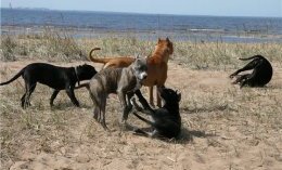 Бриндизские бойцовые собаки очень агрессивны