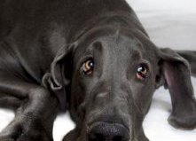 Голубой дог по кличке Джордж (George) - самая большая собака в мире