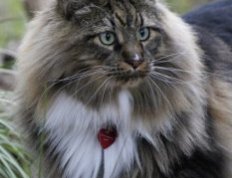 Кот породы мейнкун. Фото