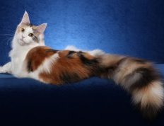 Красивая разноцветная кошка мэйн-кун. Фото