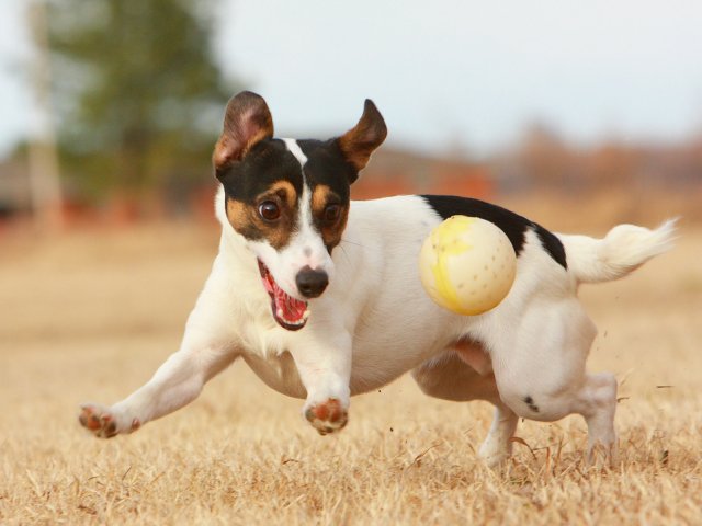 British Dog Species
