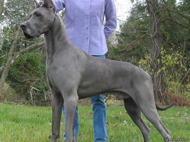 Blue German Dog