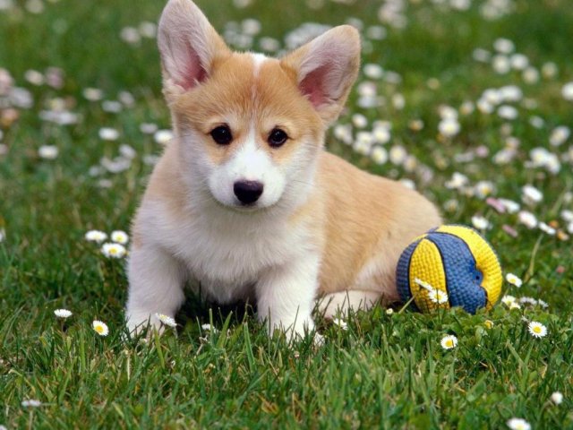 Pictures Of Dogs