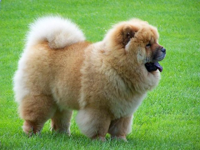 Chinese Dogs Photos