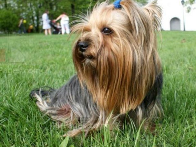 Description Of Dog Species