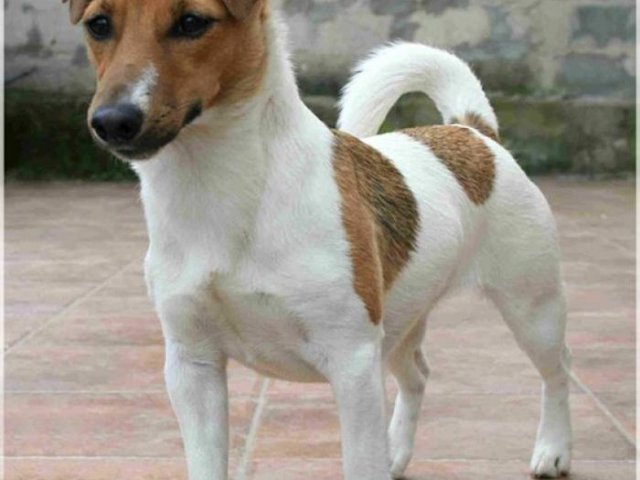 Little Dog Species With Pictures