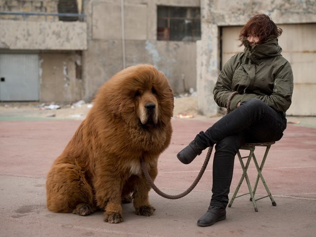 Tibetan's Price In Moscow