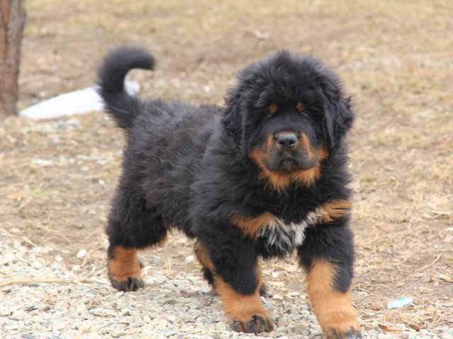 Tibetan Mastif Growth