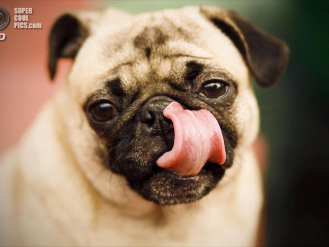 All The Breeds Of Little Dogs With Pictures