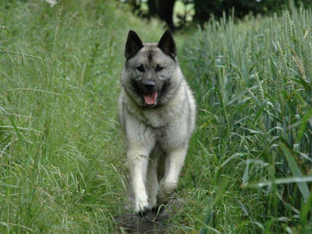 All Dog Breeds And Their Photos