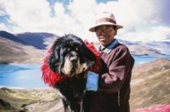 Порода собак тибетский мастиф. Фото