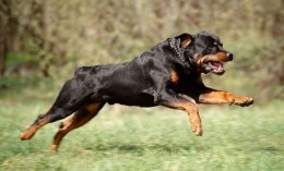 Ротвейлер опасная порода сторожевых собак