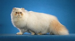 самые дорогие кошки: Гималайская порода. фото