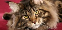 самые-самые породы кошек: Мейн-кун. фото