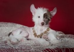 Собака породы китайская хохлатая (голая). Фото