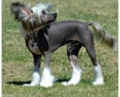 Собака породы китайская хохлатая (голая). Фото