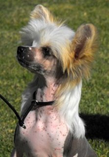 Собака породы китайская хохлатая (голая). Фото