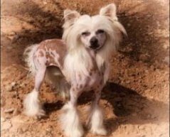 Собака породы китайская хохлатая (голая). Фото