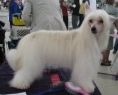 Собака породы китайская хохлатая (пуховая). Фото