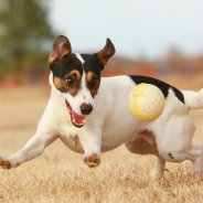British Dog Species