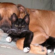 Photos Of Dogs And Cats