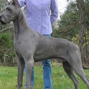 Blue German Dog