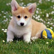 Pictures Of Dogs
