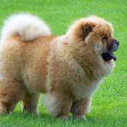 Chinese Dogs Photos