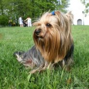 Description Of Dog Species