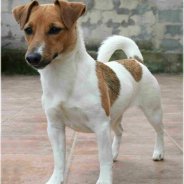 Little Dog Species With Pictures