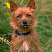 Dog Species Photo Description