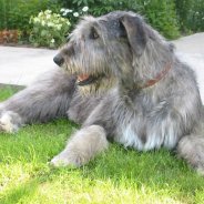 Photo And Name Breeding Dogs