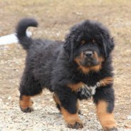 Tibetan Mastif Growth