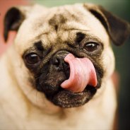 All The Breeds Of Little Dogs With Pictures