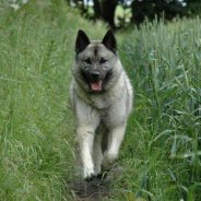 All Dog Breeds And Their Photos