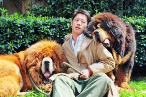 Tibetan mastiff