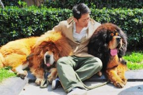 Tibetan mastiff 2