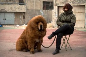 Tibetan mastiff 3